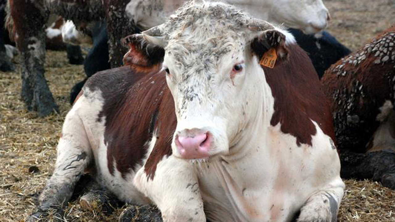 Veteriner Hekimler Birliği: Deli dana hastalığında kesin tanı yok