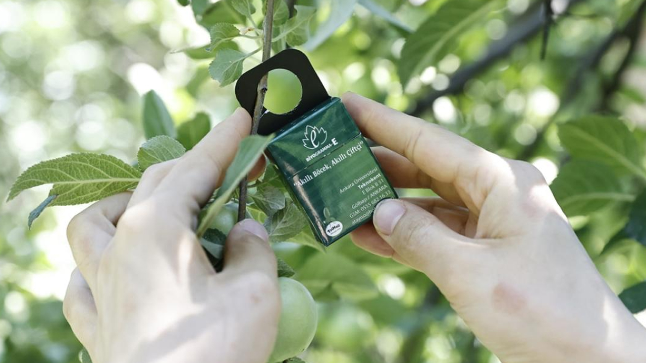 Ankara'da çiftçilere akıllı böcek eğitimi verilecek