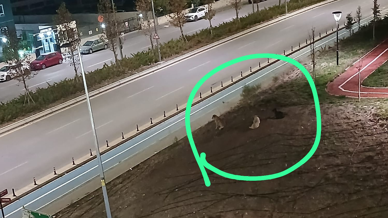 Ankara'da şikayet edilen 3 başıboş köpek görevlilerden kaçtı