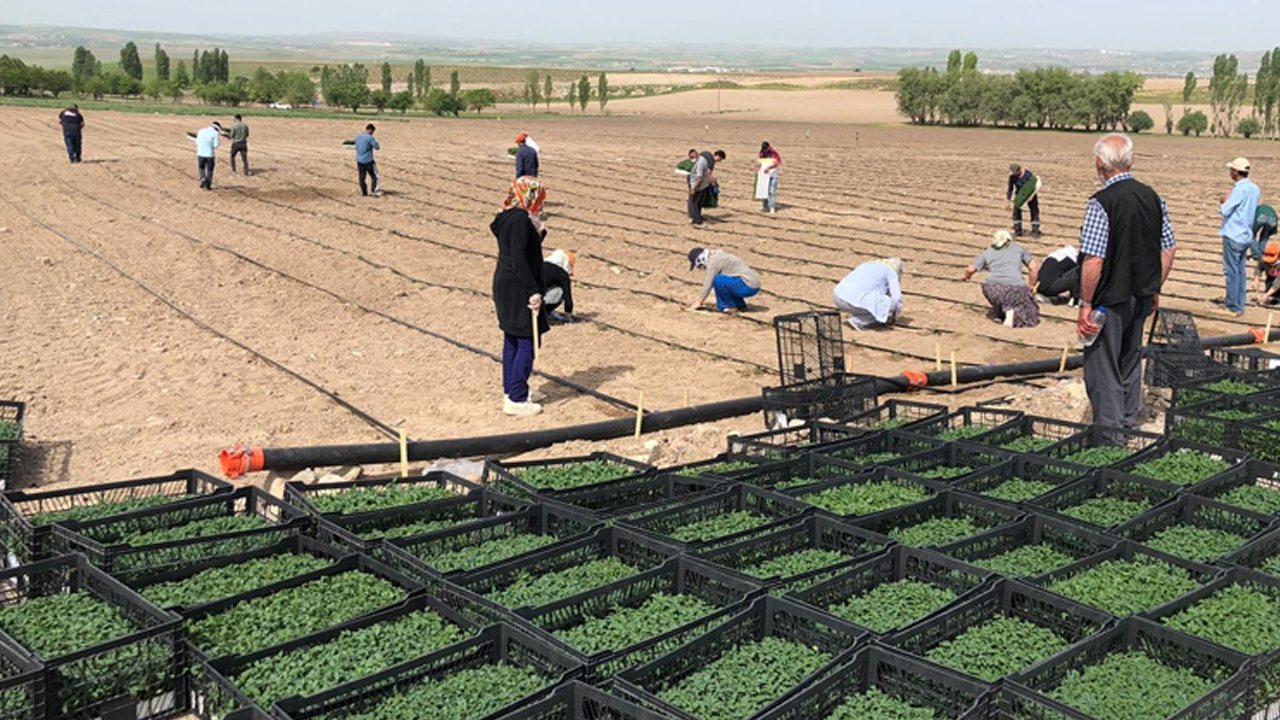 İklim krizi Ankara tarımını vuruyor: ODTÜ'lü hocalar sunum yaptı