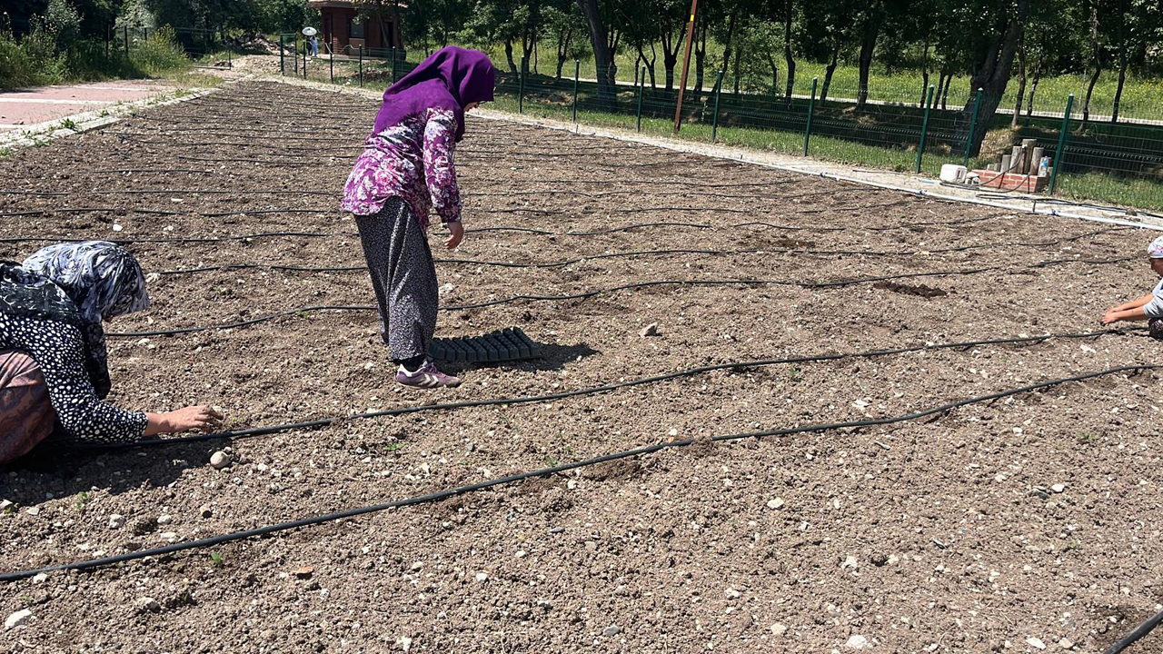 Ankara Mamak'ta ata tohumları çoğaltılıyor: Geleceğe yatırım