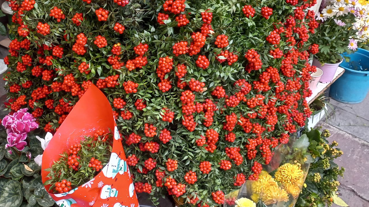 Yeni yılın habercisi kokina Ankara’da tezgahlarda: Demeti 300 TL