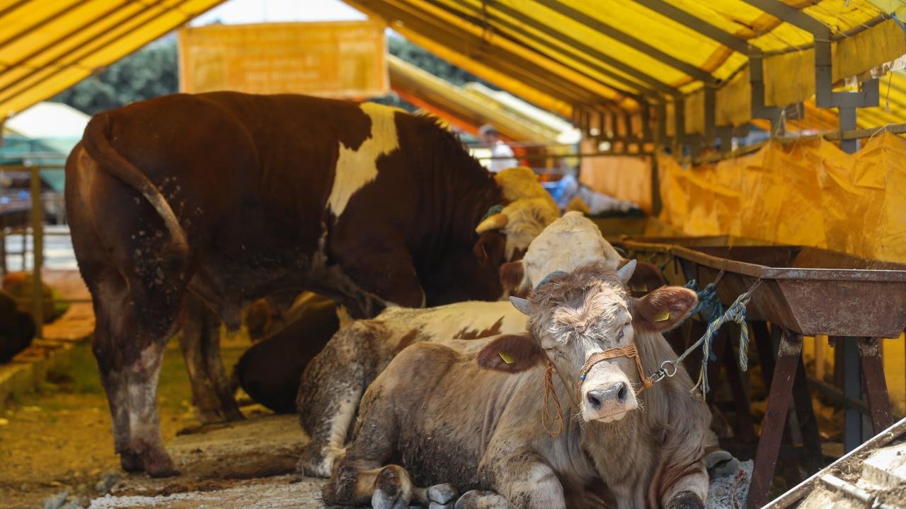 Etimesgut’ta kurban satış yeri belli oldu