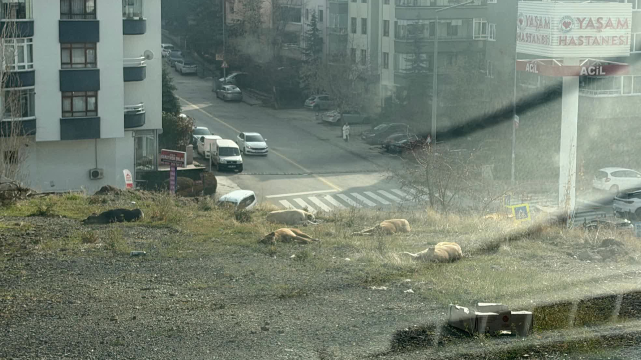 CHP'liler de bıktı: Çankaya’da başıboş köpek şikayetleri artıyor