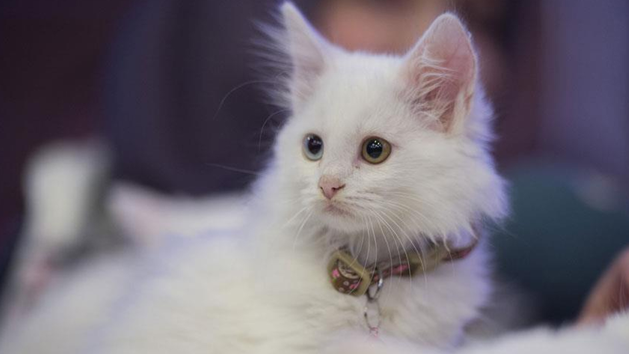 Ankara'daki evcil hayvan sahiplerine uyarı: Son tarih 31 Aralık