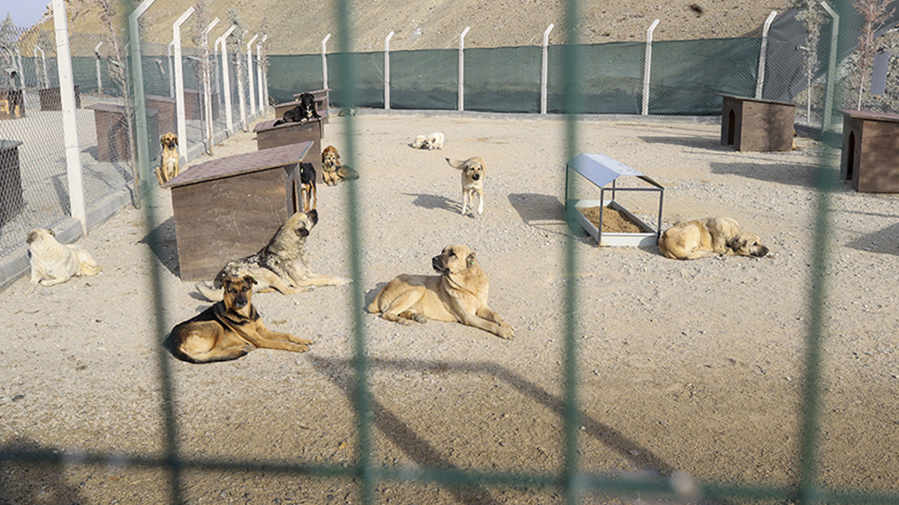 Mamak'ta başıboş köpek barınağına baskın iddiası: Belediye yalanladı