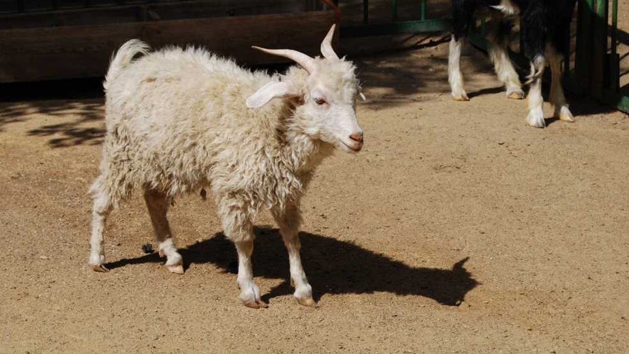 Başkent'te dijital köyler projesi: Ankara Keçisi akıllı tarımla izlenecek