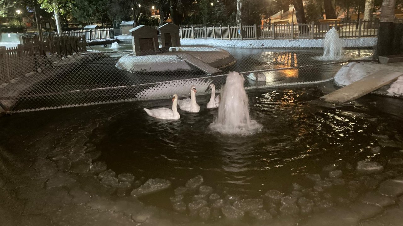 Ankara’nın simge parklarından Kuğulu dondu