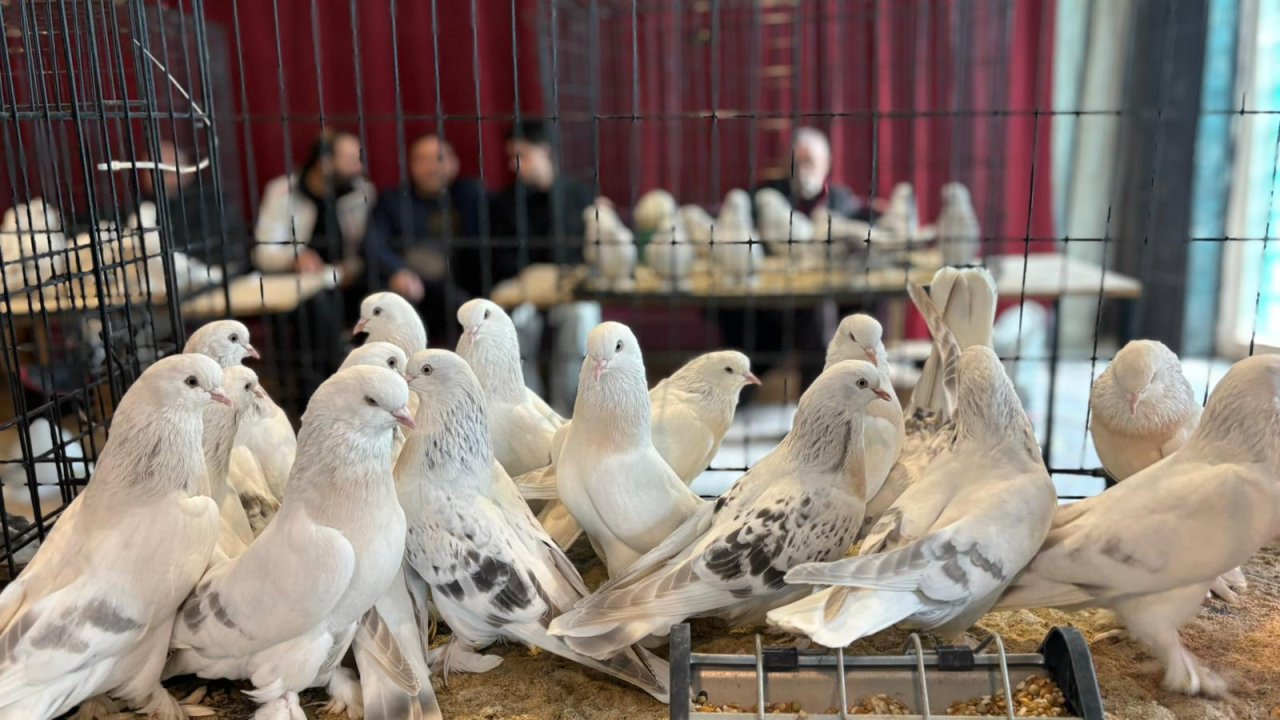 Ankara Akyurt’ta güvercin festivali: Avrupa ve Arabistan’da da katılım oldu