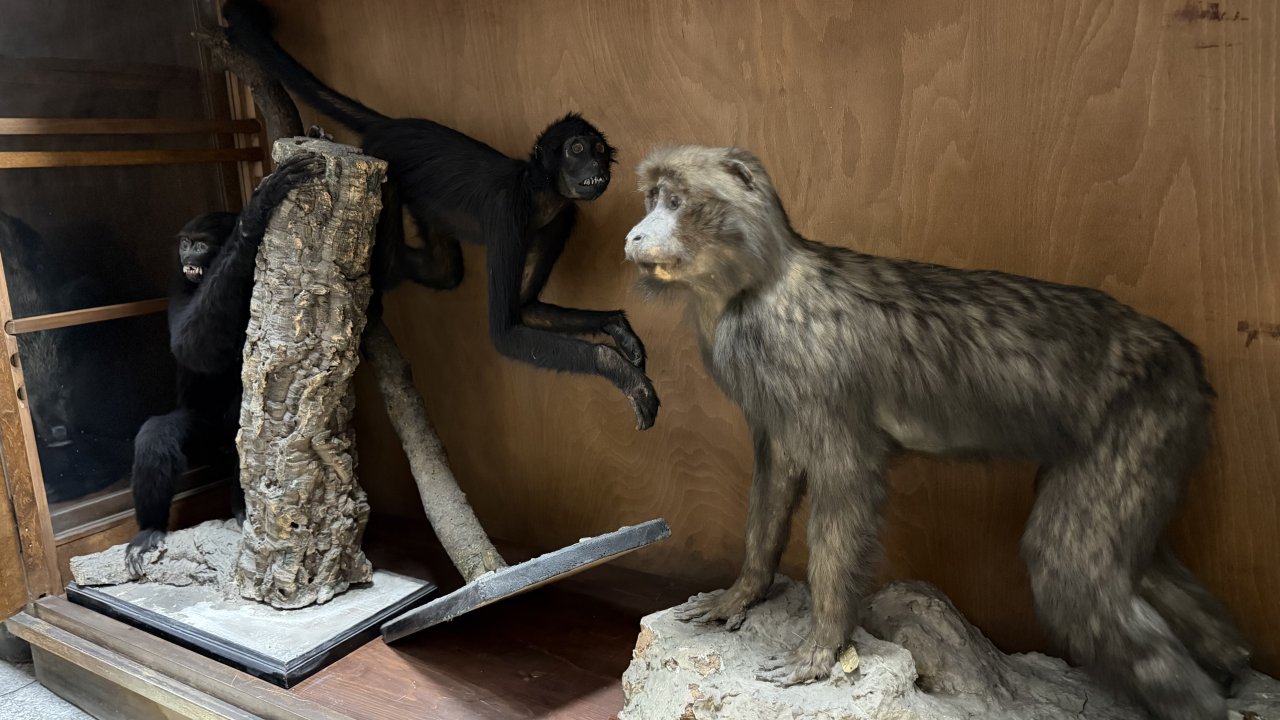 Ankara’da doldurulmuş hayvan koleksiyonu