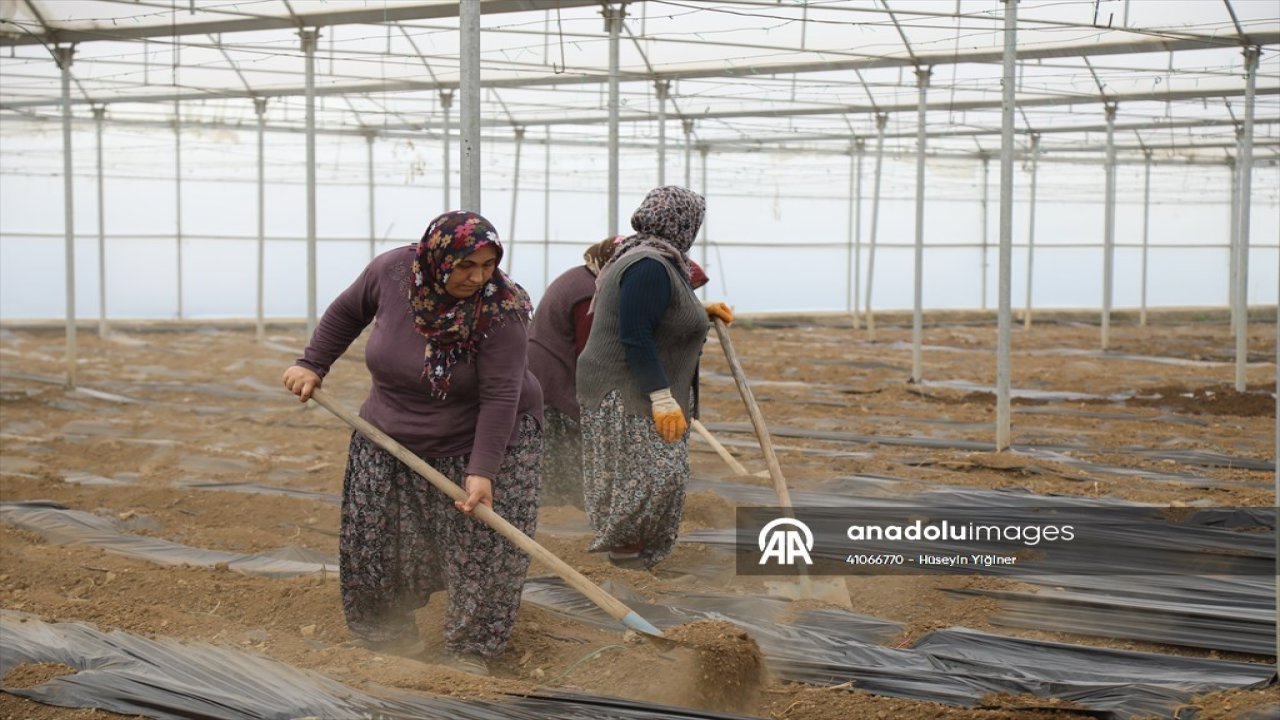 Çubuk’ta domates ekim çalışmaları seralarda başladı