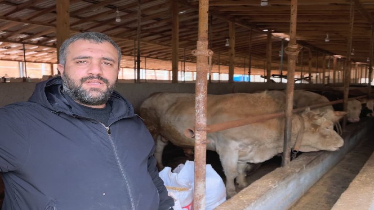 1.1 tonluk kurbanlık boğa ‘Paşa’, 500 bin TL'den satışa çıkarıldı