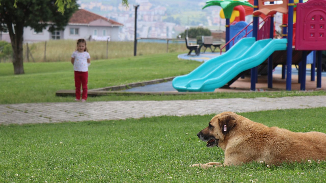 Elmadağ Belediyesi CHP'ye örnek oldu: Başıboş köpekler toplanacak