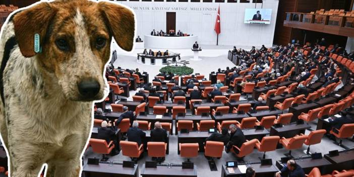 Kanun teklifi yolda: Sahiplenilmeyen köpekler uyutulacak