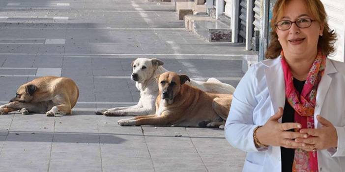 Köpeklerin uyutulmasına karşı çıkanlara yanıt: O tren çoktan kaçtı