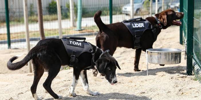 Erdal Beşikçioğlu dediğini yaptı: Köpekleri işe aldı