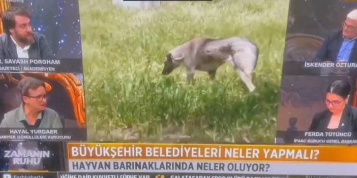 Hayal Yurdaer’den skandal köpekçilik: İç savaş sebebidir