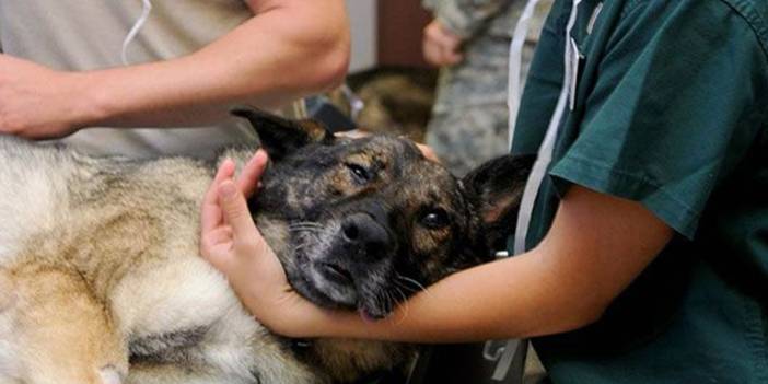 Veteriner hekimlerde “Köpek” çatlağı: İstifalar yaşanıyor