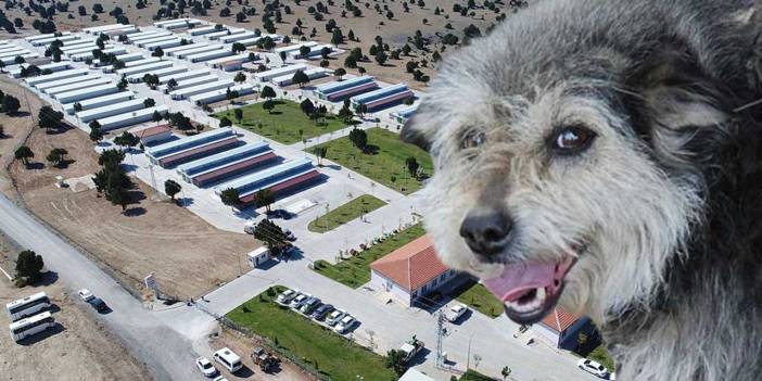 Başıboş köpeklere barınak maliyeti dudak uçuklattı: 4 milyar dolar