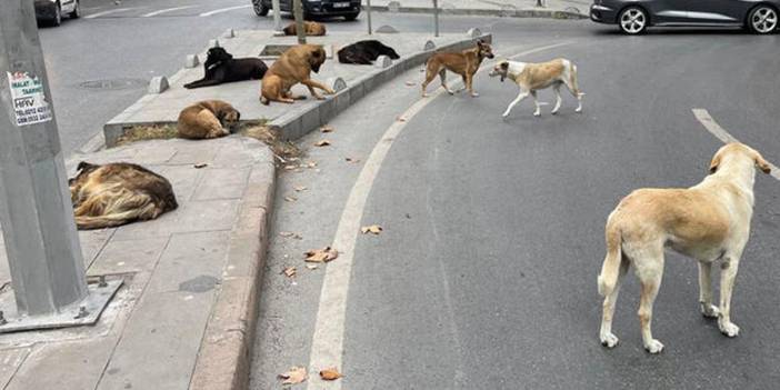 Mamak’ta köpek tehdidi büyüyor: Hızla çoğalıyorlar