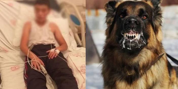 Sahipsiz köpeklerin uyutulması seçeneği çarpıtılıyor; amaç süreci baltalamak