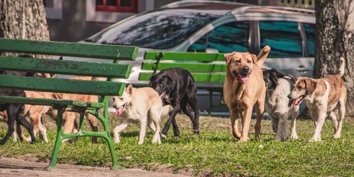 Başıboş köpek sorununa karşı uyutma olmak zorunda