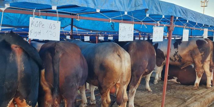 Kurbanlıklara fiyat etiketi astı; pazarın gözdesi oldu