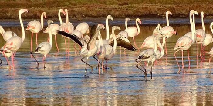 İzmir’in flamingolarıyla ünlü Alaçatı Sulak Alanına köpek tehdidi