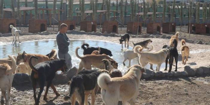 Köpekçiler bağış dileniyor: Kaliteli mama ve alt bezi alacağız