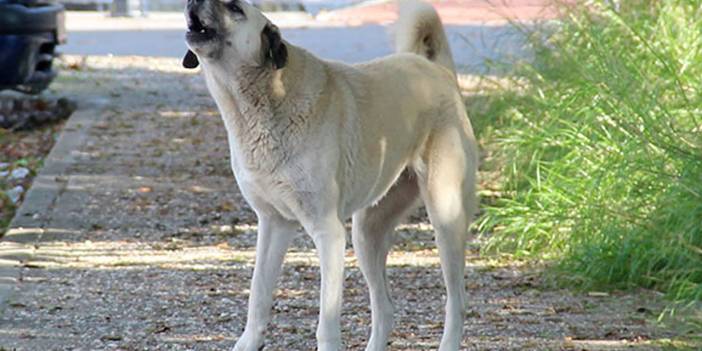 Beklenen gün geldi: Başıboş köpek teklifi komisyona geliyor