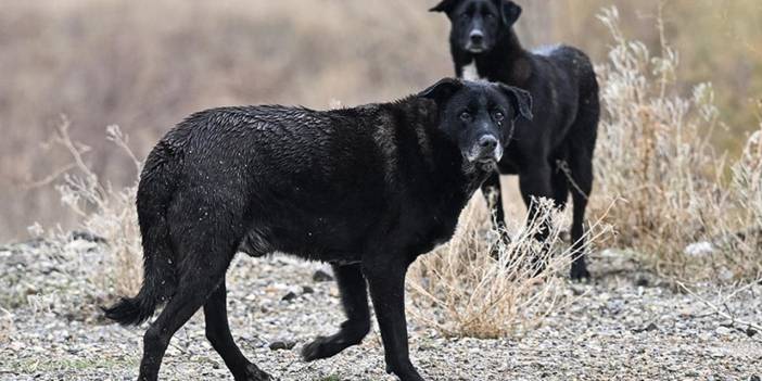 Veteriner hekimler bilime aykırı davranıyor: Başıboş köpekler toplanmalı