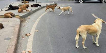 Sokak köpekleri bu kez Konya’da can aldı: Rana henüz 2 yaşındaydı