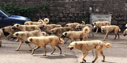 Ankara'daki başıboş köpekler polis eşliğinde toplanmaya başladı