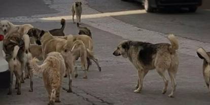 Ankara Ostim Sanayi Sitesi'ni köpek çeteleri bastı: İnsanlara saldırıyorlar