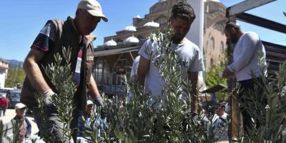 Ankara Büyükşehir Nallıhan’da üreticilere 4 bin zeytin fidanı dağıttı