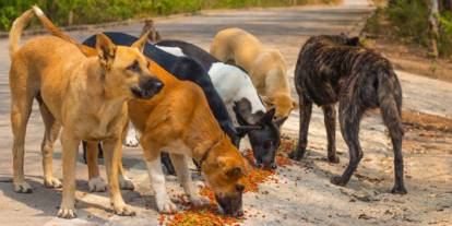 Çankaya Belediyesi tonlarca köpek maması satın alacak