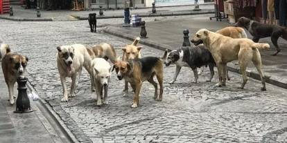 Ankara'da o belediyeler başıboş köpekleri ABB'ye teslim edecek