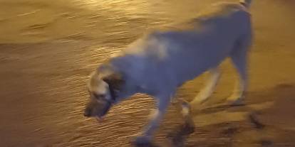 Ankara'da başıboş köpek terörü: Vatandaş kuduz aşısı olmak zorunda kaldı
