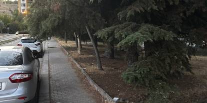 Çankaya Koru Mahallesi'nde kaldırımda yürünmüyor: Ağaçlar budanmalı