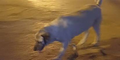 Vatandaşa saldırmışlardı: Ankara Bahçelievler’de köpekler toplandı