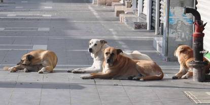 Gölbaşı İncek'te başıboş köpek dehşeti: Kadına saldırdılar