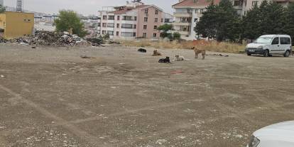 Ankara Kırkkonaklar'da dehşet: 5 köpek çocuğa saldırdı