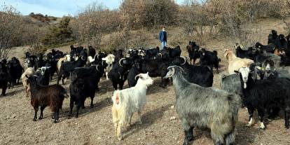 Altındağ’da başıboş köpek dehşeti: Keçileri canlı canlı yediler