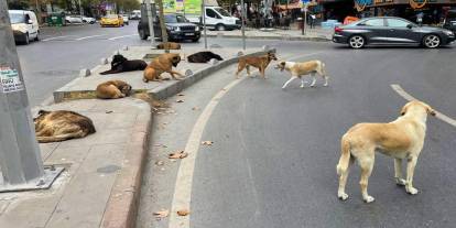Ankara Valiliği kendisini Türkiye birincisi ilan etti: Gündem sokak köpekleri