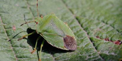 Ankara’da süne alarmı: 2026 mücadelesi için saha çalışmaları başladı