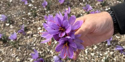 Ülkücüler Ocak Terasında safran yetiştiriyor: Başkan fotoğraf paylaştı