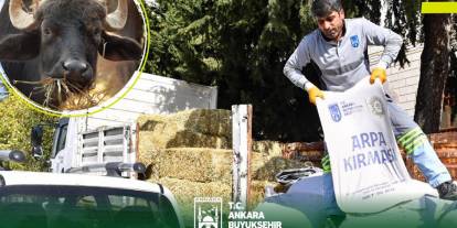 Ankara'da manda yetiştiricilerine yem ve arpa dağıtılacak