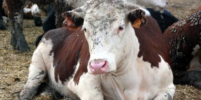 Veteriner Hekimler Birliği: Deli dana hastalığında kesin tanı yok