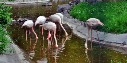 Atatürk Orman Çiftliği'ndeki flamingolar depresyona girdi