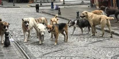 Paralar nereye gidiyor? Ankara'daki o belediye 26 ton köpek maması alacak